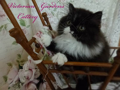 Victorian Gardens Cattery - Black and White Bicolor Persian Kitten