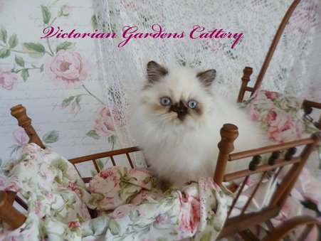 Victorian Gardens Cattery - Rare Chocolate Tortie Point Himalayan