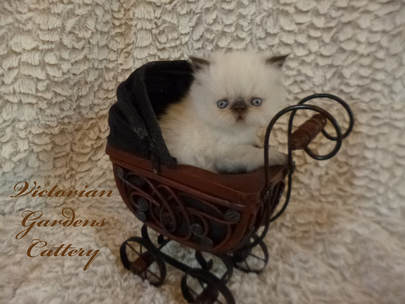 Victorian Gardens Cattery - Chocolate Point Himalayan Kitten