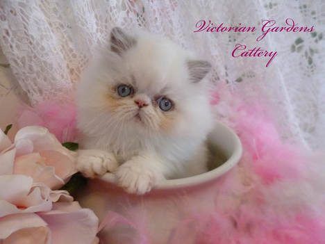 Victorian Gardens Cattery - Rare Lilac Point Himalayan