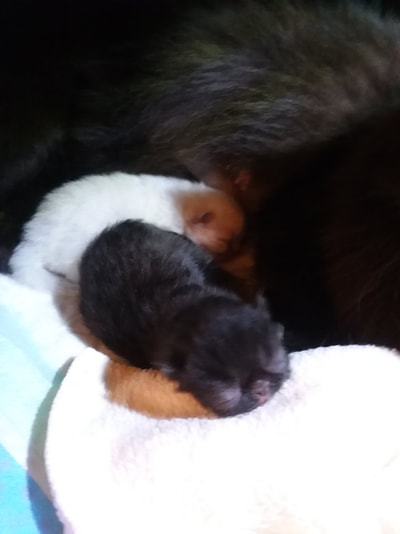 Black Persian Kitten Newborn