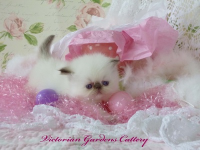 SPRING HAS SPRUNG CHOCOLATE TORTIE POINT HIMALAYAN PHOTO ...