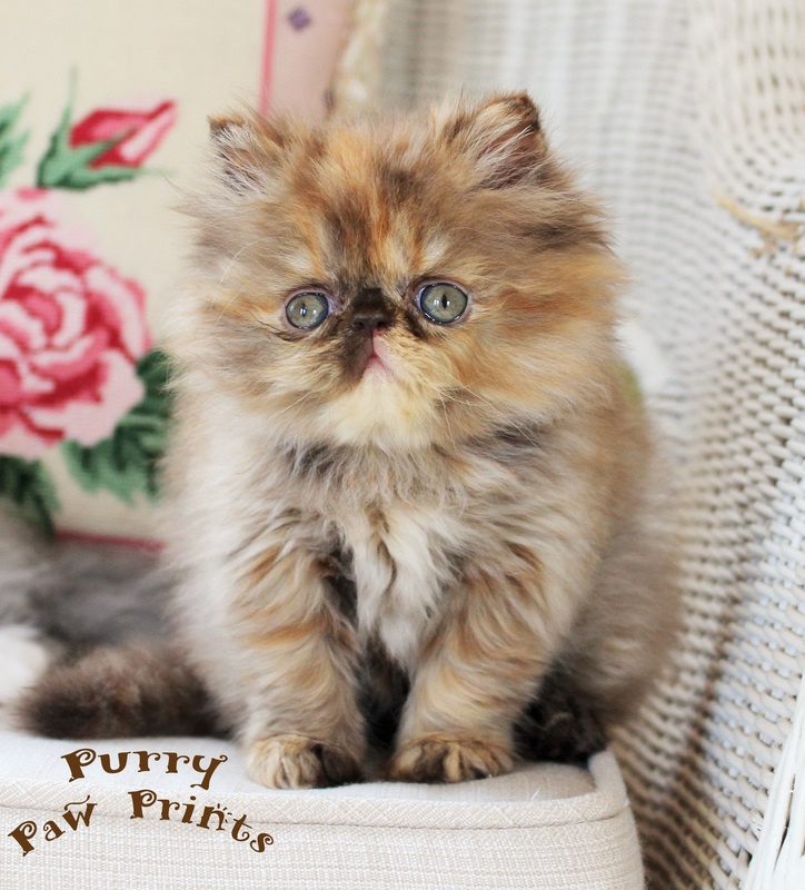 32 Best Pictures Persian Kittens For Sale Seattle - Persian Cats For Sale Bellevue Wa 193616 Petzlover