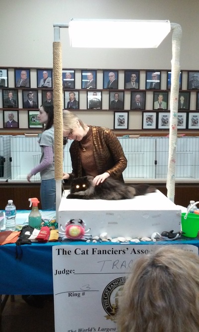2015 CFA CAT SHOW PHOTO AND VIDEO GALLERY