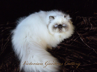 CH Victoriangdn's Little Miracle
Chocolate Point Himalayan