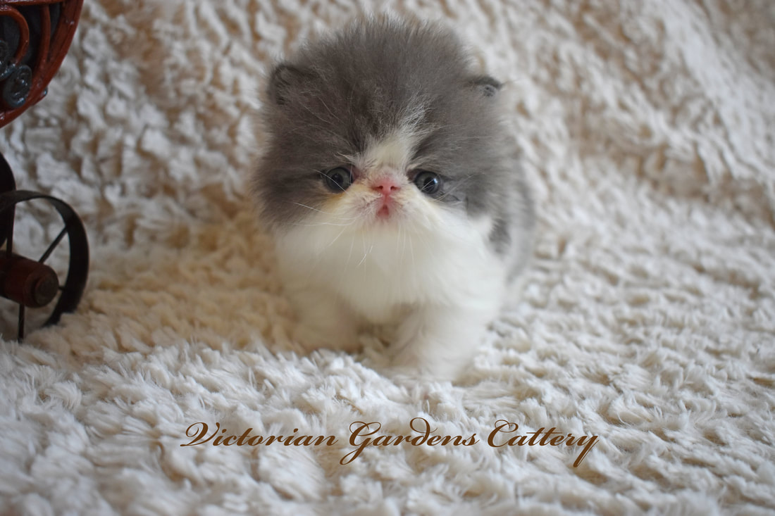 grey persian cat for sale