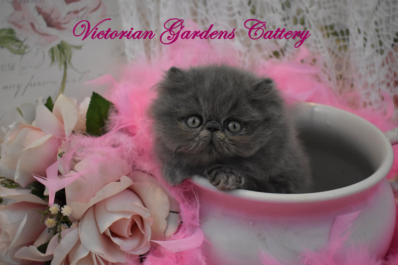 PERSIAN KITTENS FOR SALE - HIMALAYAN KITTENS FOR SALE