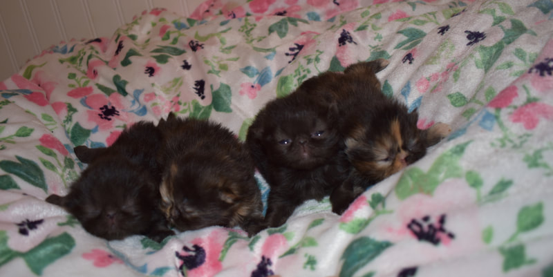 PERSIAN KITTENS FOR SALE - HIMALAYAN KITTENS FOR SALE