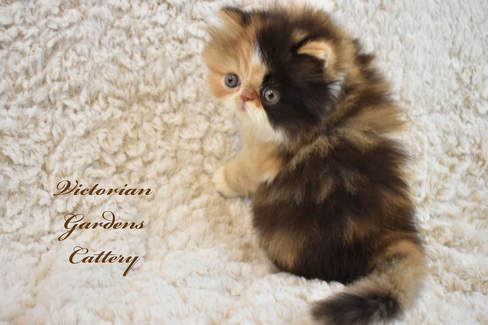 calico doll face persian kittens for sale