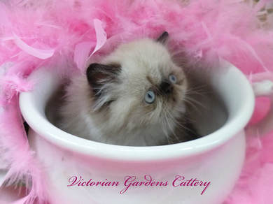 Victorian Gardens Cattery - Seal Point Himalayan Kitten