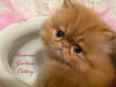 Victorian Gardens Cattery - Rare Red Chocolate Persian