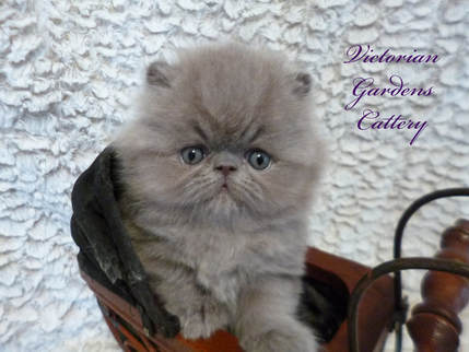Victorian Gardens Cattery - Rare Lilac Persian
