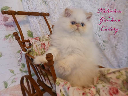 Victorian Gardens Cattery - Flame Point Himalayan Kitten