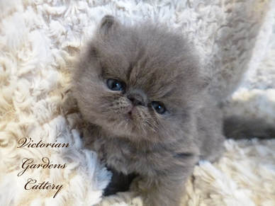 Victorian Gardens Cattery - Blue Persian