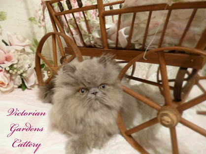 Victorian Gardens Cattery - Rare Lilac Persian Kitten