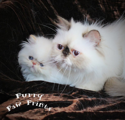 Victoriangdn's Chocolate Hollyhock, Chocolate Tortie Point Himalayan With Her Baby, Flame Point Himalayan Kitten