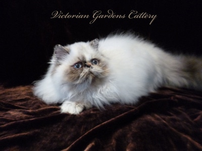 CH Victoriangdn's Periwinkle - Seal Tortie Point Himalayan