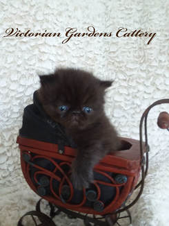 3 Week Black Persian Kitten