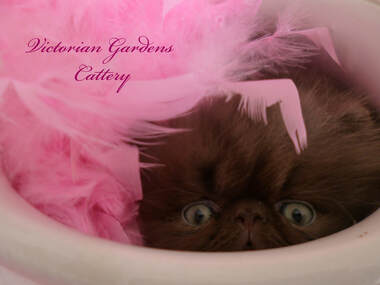 Victoriangdn's Chocolate Cosmos - 5 Week Old Chocolate Persian