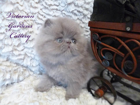 Persian Kittens For Sale Himalayan Kittens For Sale