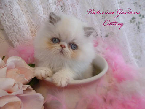 Victorian Gardens Cattery Lilac Point Himalayan Kitten