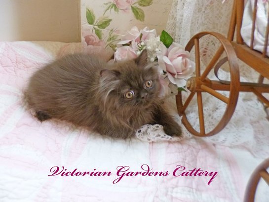 Victorian Gardens Cattery - Chocolate Persian Kitten