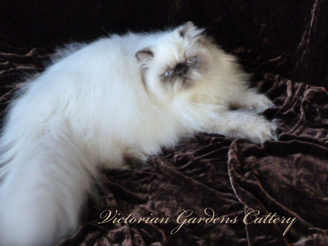 CH Victoriangdn's Little MIracle - Chocolate Point Himalayan